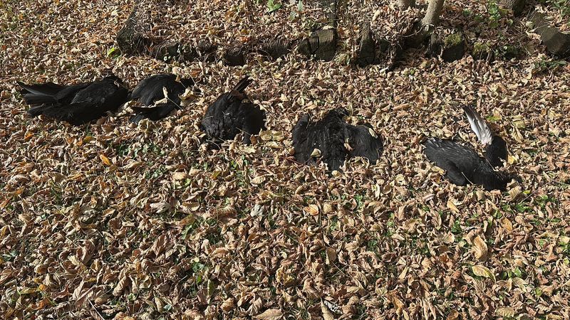 Bird Flu Has Been Detected In Virginia Vultures