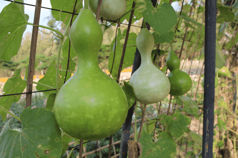 Birdhouse Gourds