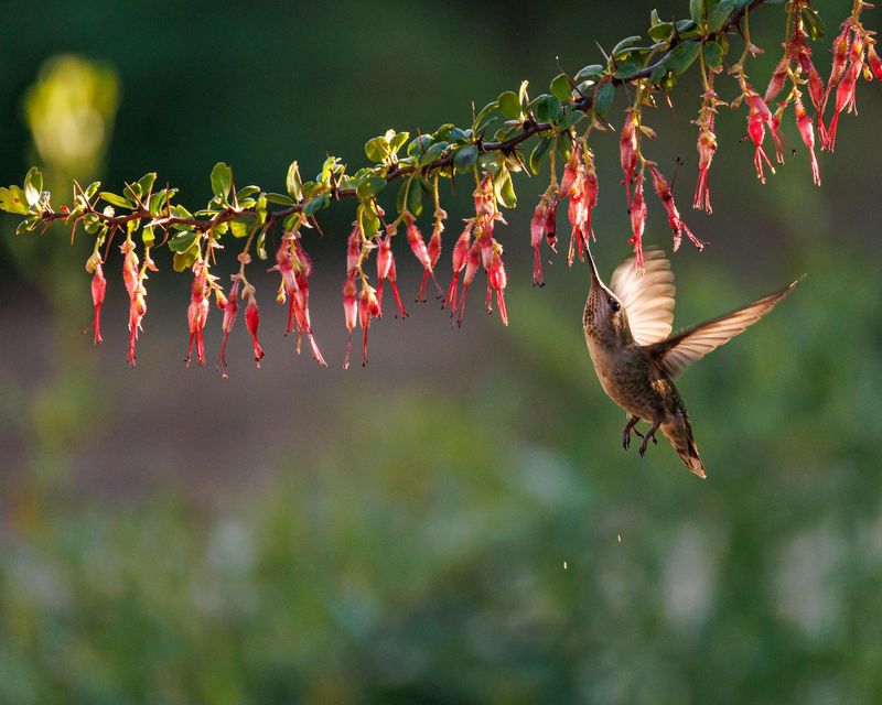 Birds And Pollinators Love The Blooms