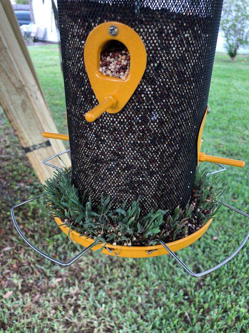 Birds And Wind Add Fresh Seed Each Season Birds And Wind Add Fresh Seed Each Season