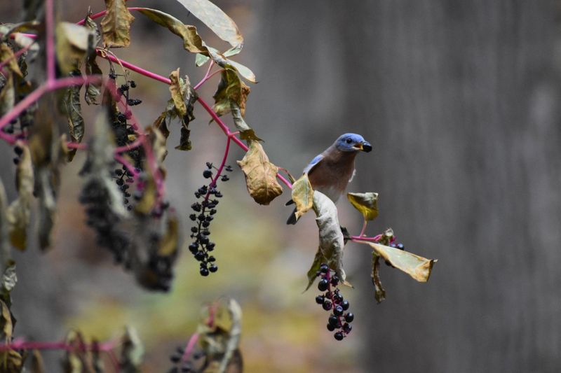 Birds As The Busy Seed Planters
