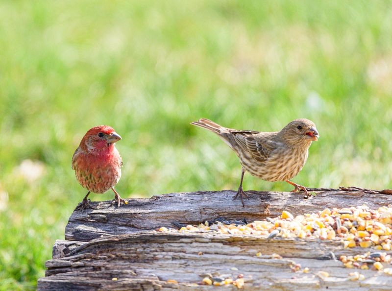 Birds As The Seed Delivery Service