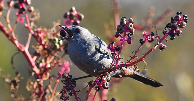 Birds As The Sneaky Gardeners Behind Its Arrival
