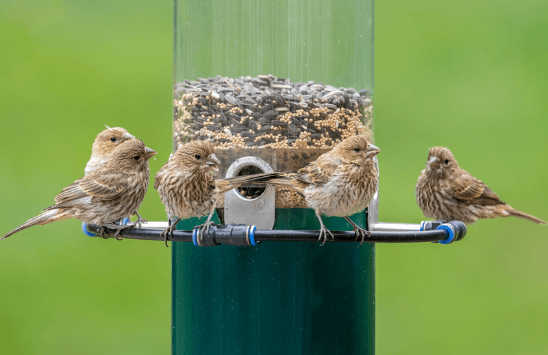 Birds At Seed Feeders Are Less Likely To Be Targeted