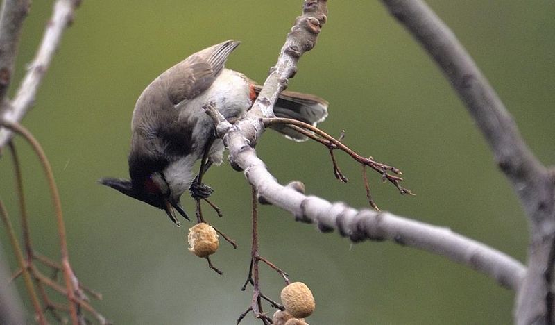 Birds Can Spread Seeds Into Nearby Woods And Open Areas