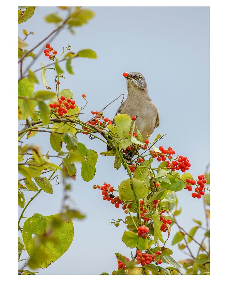 Birds Carry Its Berries Far And Wide