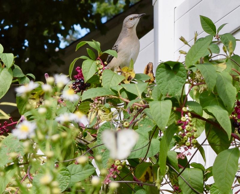 Birds Eat The Berries And Spread The Seeds Birds Eat The Berries And Spread The Seeds