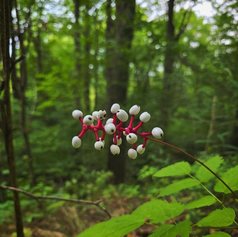 Birds Eat The Berries Safely