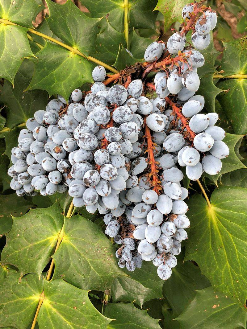 Birds Eat The Blue Berries And Drop Seeds Far From Gardens