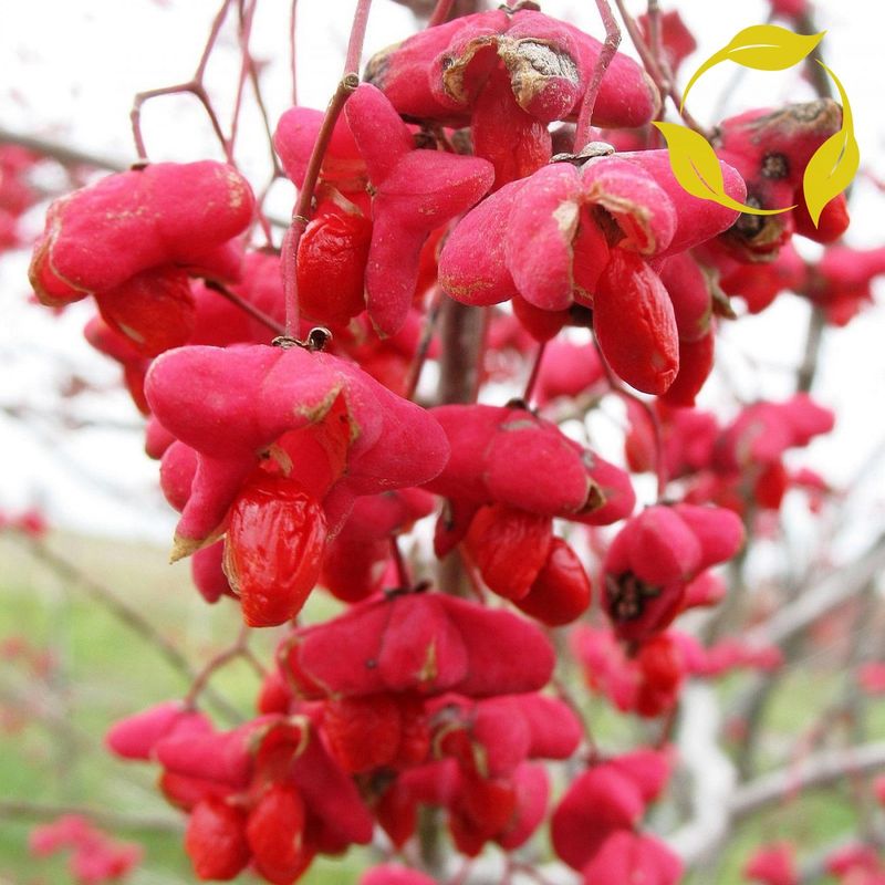 Birds Eat The Seeds In Winter