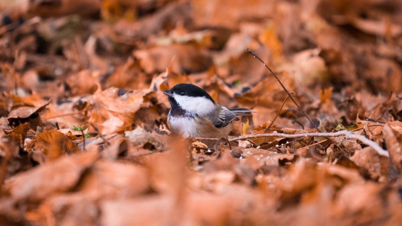 Birds Forage Through Fallen Leaves For Food All Season Long