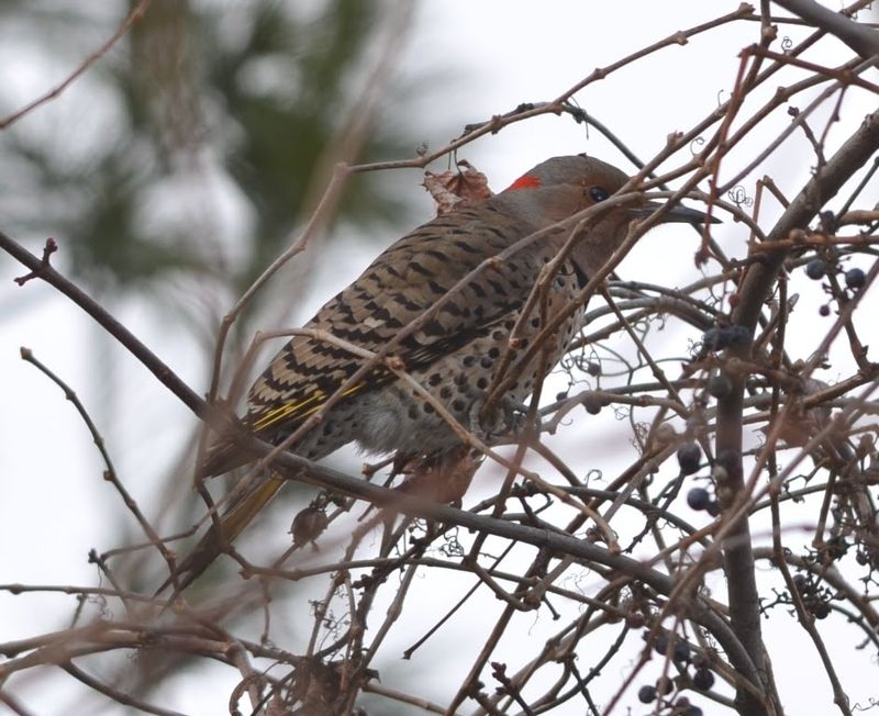 Birds, Insects, Fruit And Acorns Round Out The Diet Birds, Insects, Fruit And Acorns Round Out The Diet