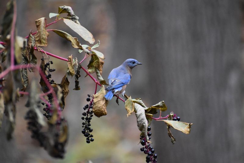 Birds Love The Berries Birds Love The Berries