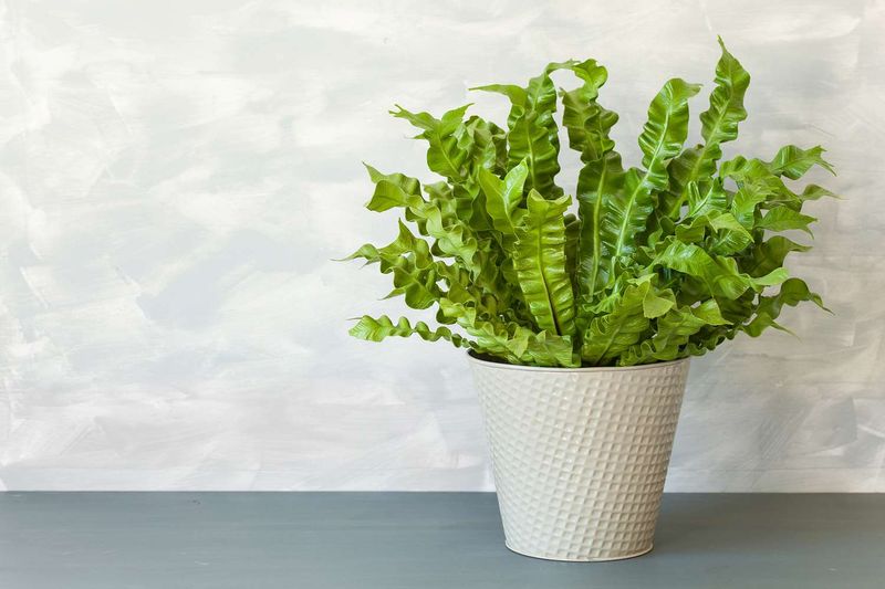 Bird's Nest Fern With Its Rippled Fronds