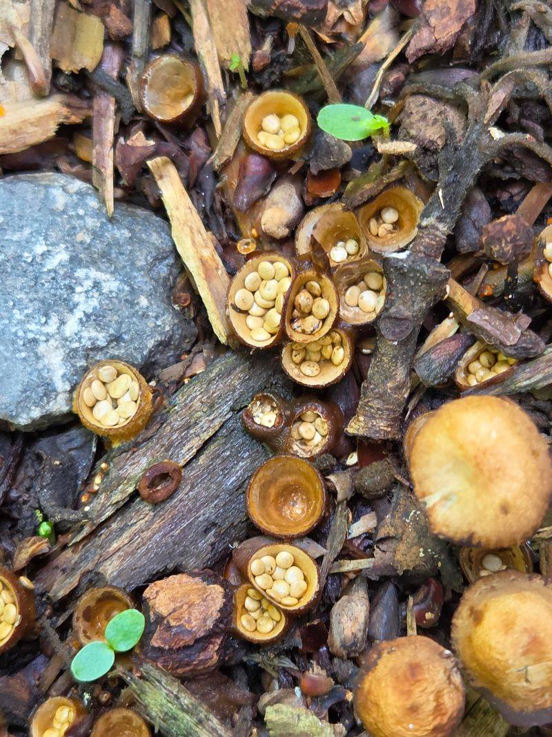 Bird’s Nest Fungi Hold Tiny Egg-Like Spores