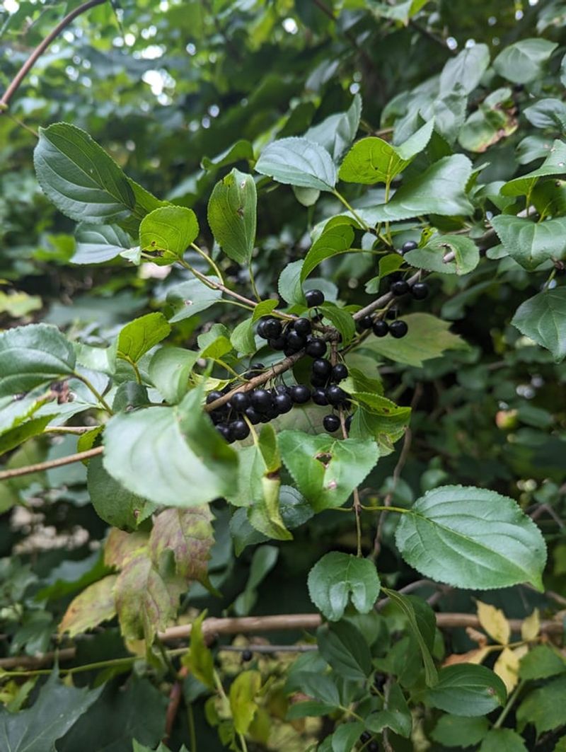 Birds Plant It For Free Along Michigan Fences