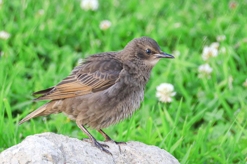 Birds Rarely Gather In One Spot Without A Reason