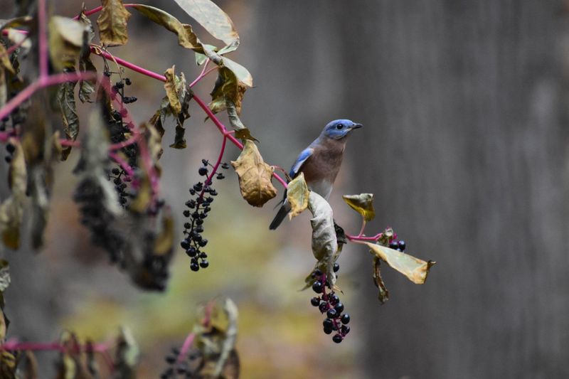 Birds Relish The Berries, And That's How It Spreads