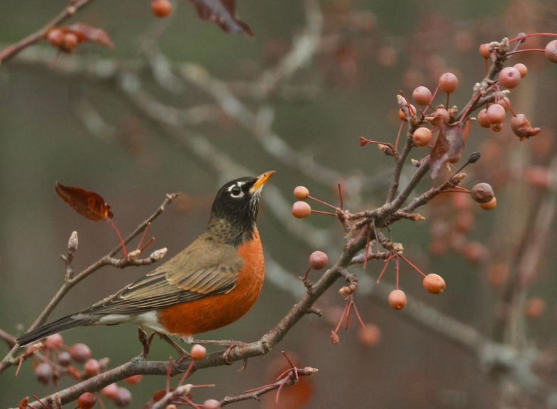 Birds Spread Callery Pear Seeds Faster Than You Would Guess
