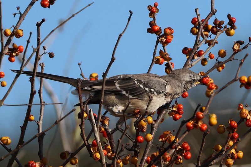 Birds Spread Its Seeds Far And Wide Birds Spread Its Seeds Far And Wide
