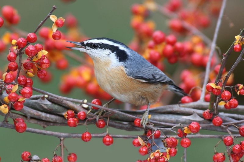 Birds Spread The Seeds Across Indiana Woodlots