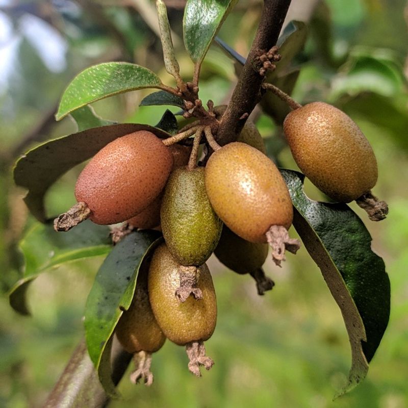 Birds Spread The Seeds After Fruit Ripens In Spring Birds Spread The Seeds After Fruit Ripens In Spring