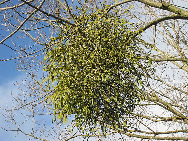 Birds, Sticky Berries, And The Spread Of New Clumps