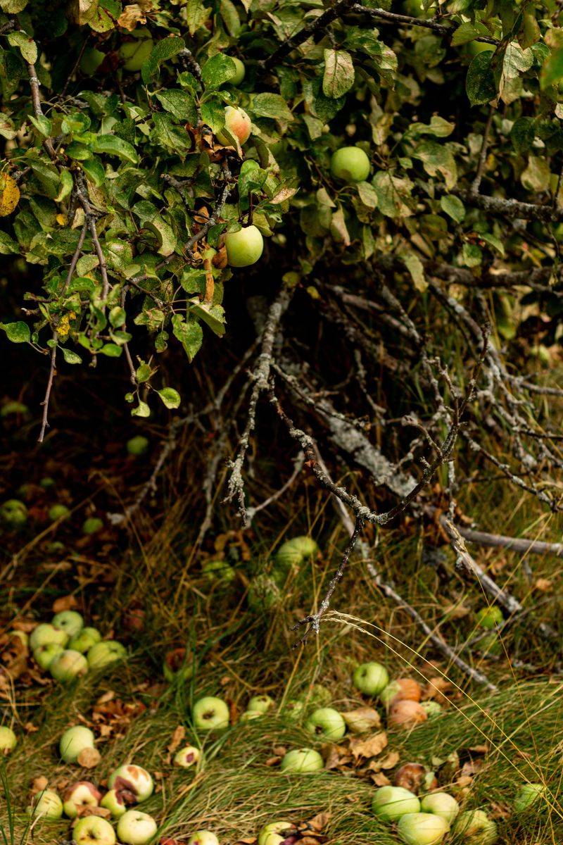Birdseed And Fallen Fruit As Easy Bear Snacks Birdseed And Fallen Fruit As Easy Bear Snacks