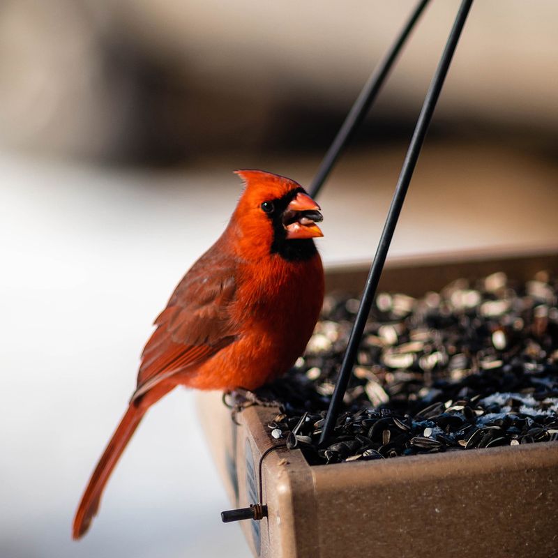 Birdseed Scattered Beneath Feeders Can Bring Prey Into The Garden Birdseed Scattered Beneath Feeders Can Bring Prey Into The Garden