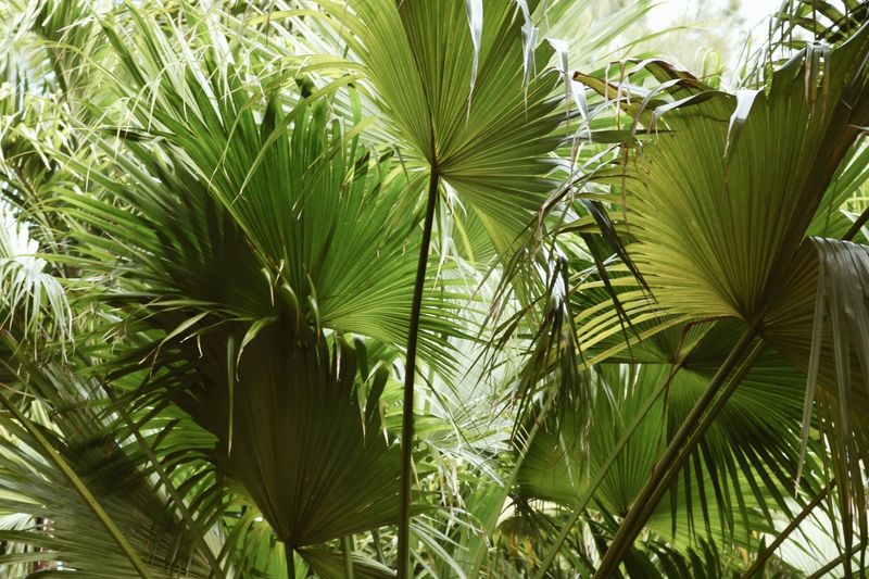 'Birmingham' Sabal Palm