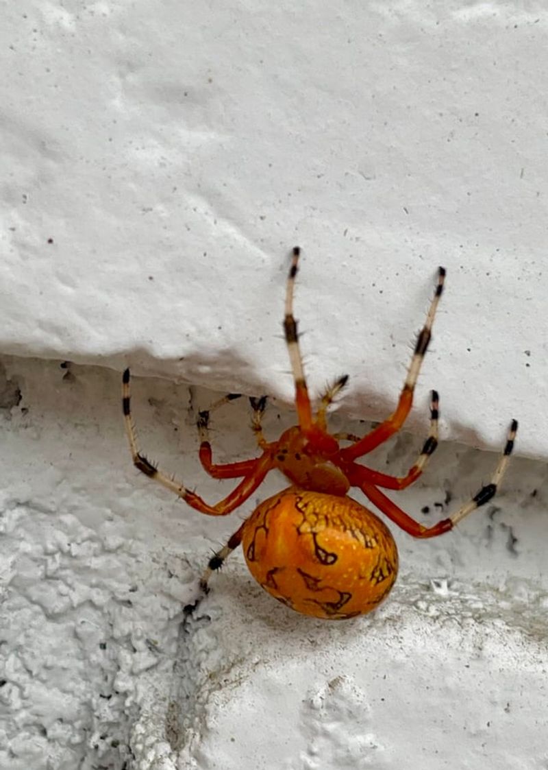 Bites Are Uncommon And Usually Not Medically Significant Bites Are Uncommon And Usually Not Medically Significant