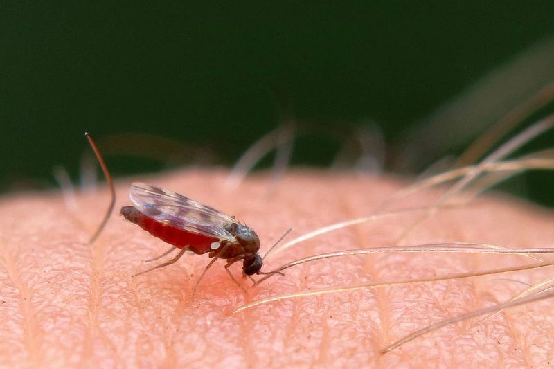 Biting midges are one possible bite