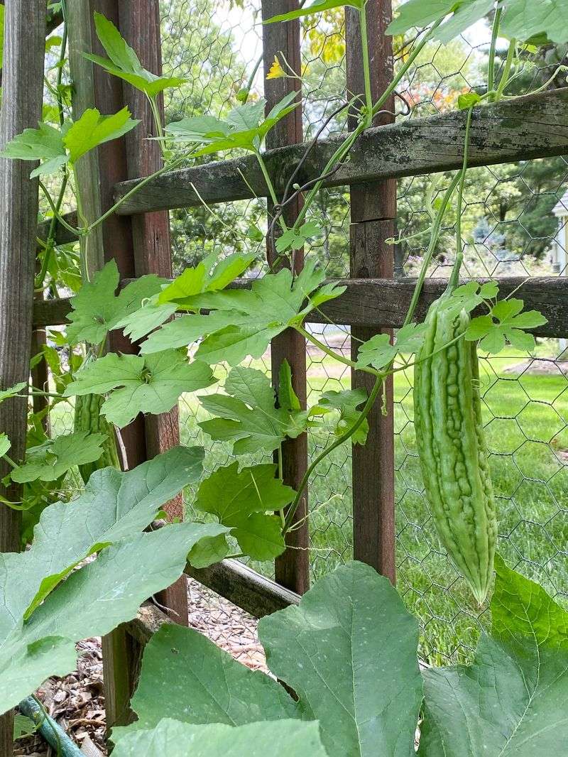 Bitter Gourd Thrives In Summer Heat And Is Harvested Young For Cooking