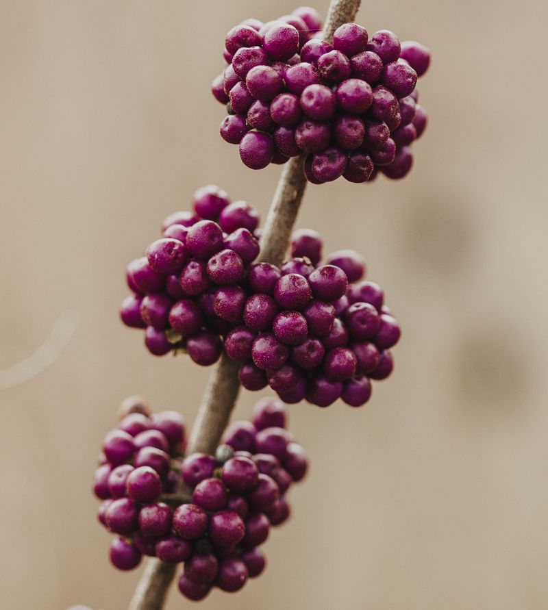Bittersweet Alternatives And Berry Branches Bittersweet Alternatives And Berry Branches