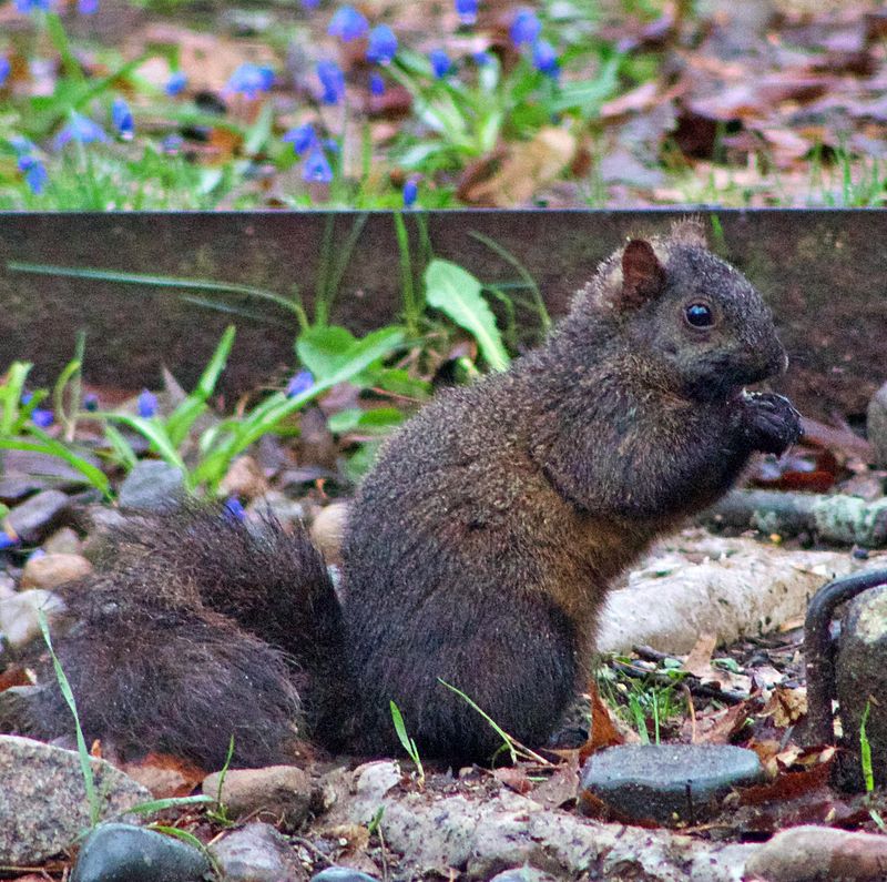 Black And Gray Squirrels Can Share A Litter