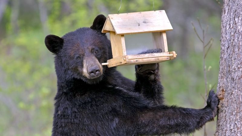 Black Bears Love Bird Feeders Too Black Bears Love Bird Feeders Too