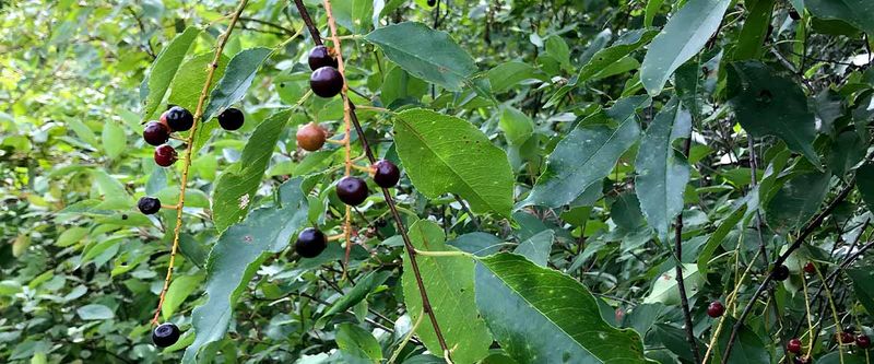 Black Cherry