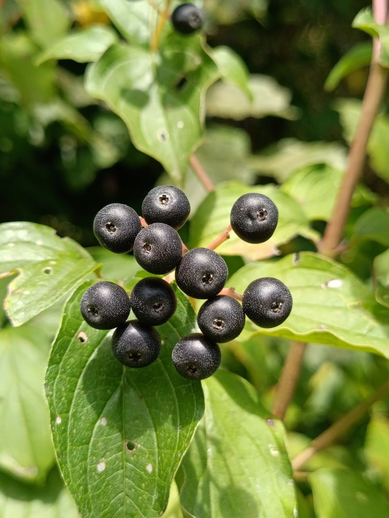 Black Chokeberry Black Chokeberry