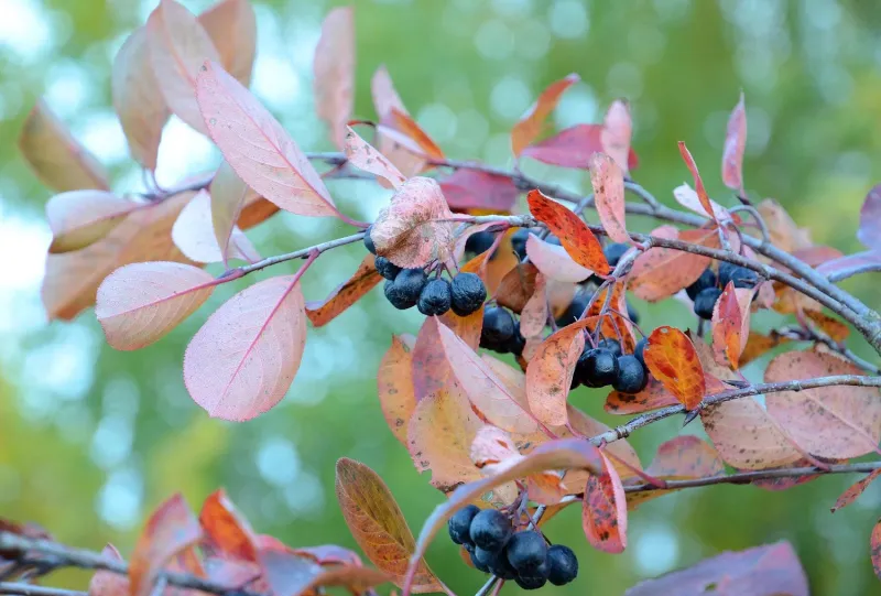 Black Chokeberry Feeds Birds And Glows Red Black Chokeberry Feeds Birds And Glows Red