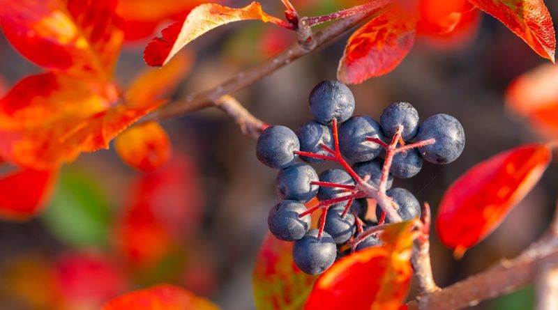 Black Chokeberry For Glossy Red Fall Color Black Chokeberry For Glossy Red Fall Color