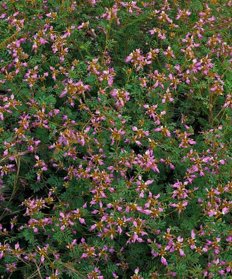 Black Dalea