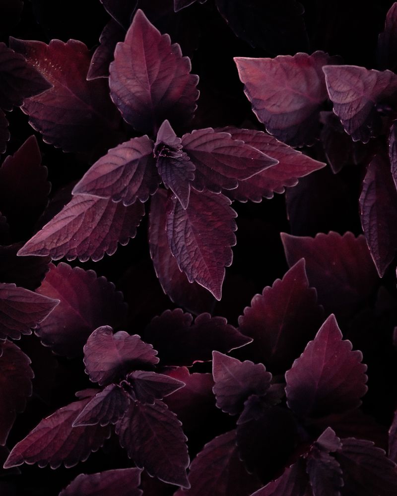'Black Dragon' Coleus For Ruffled, Moody Foliage 'Black Dragon' Coleus For Ruffled, Moody Foliage