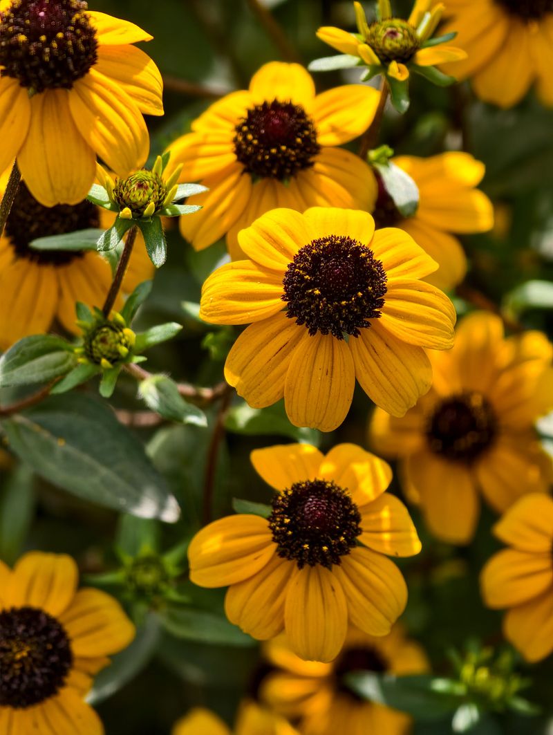 Black-Eyed Susan Black-Eyed Susan