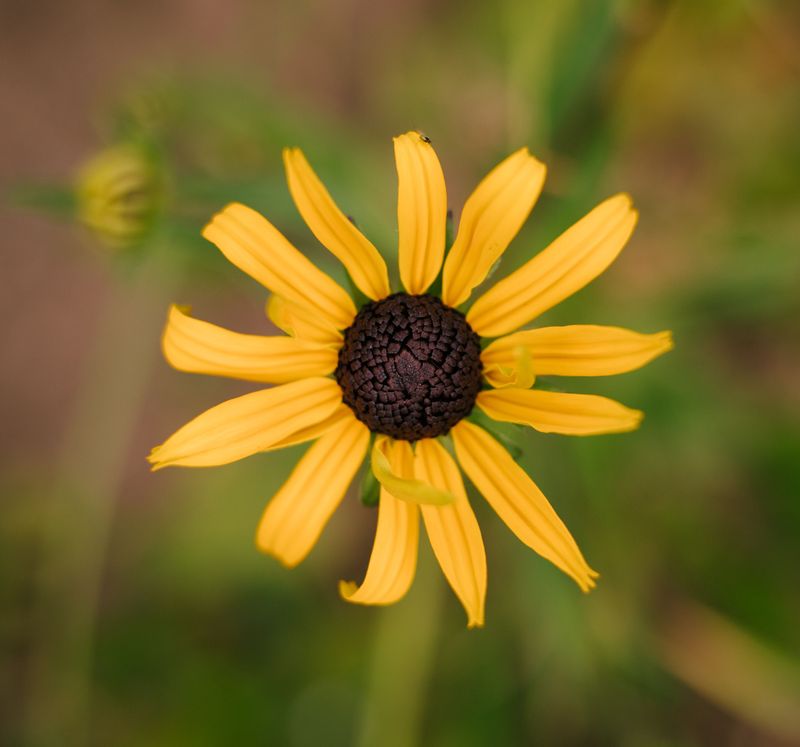 Black-Eyed Susan Black-Eyed Susan