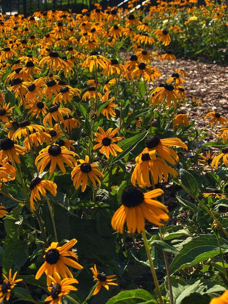 Black-Eyed Susan For Heat-Proof Color