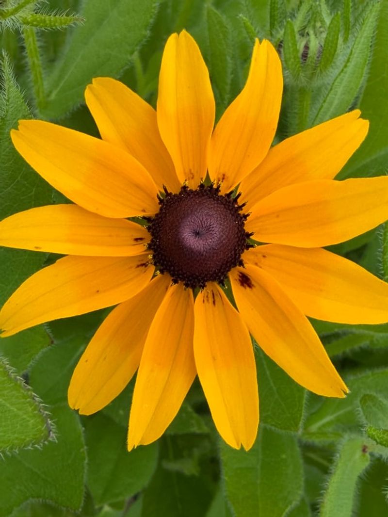 Black-Eyed Susan For Long Summer Blooms Black-Eyed Susan For Long Summer Blooms