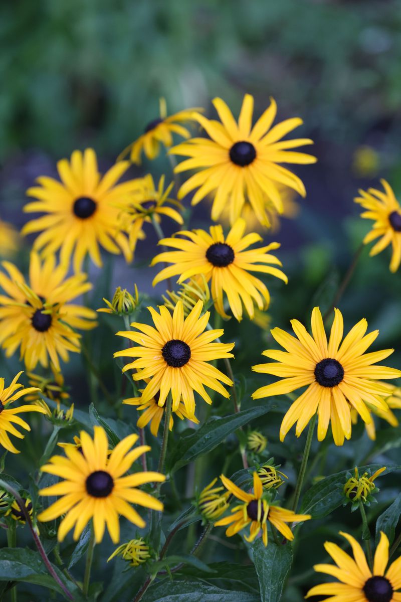 Black-Eyed Susan For Long Summer Cheer