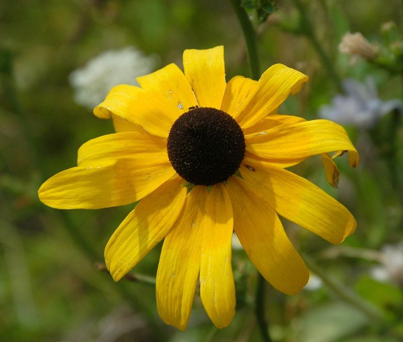 Black-Eyed Susan Handles Tough, Sandy Ground