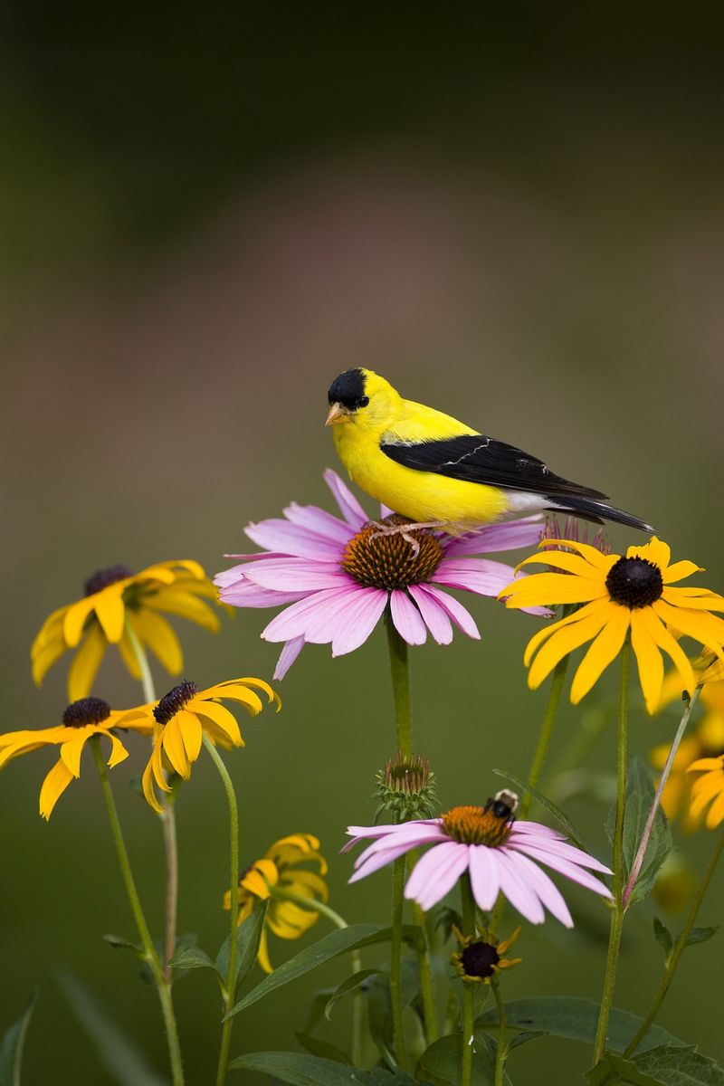 Black-Eyed Susan Keeps Finches Fed Black-Eyed Susan Keeps Finches Fed