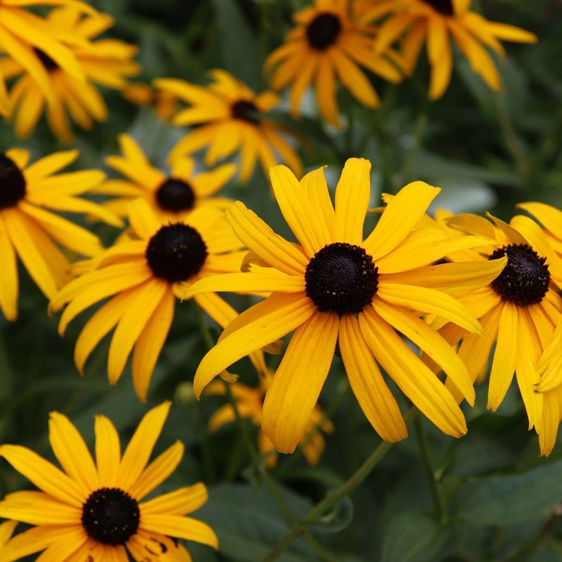 Black-Eyed Susan, Sunshine That Keeps On Blooming